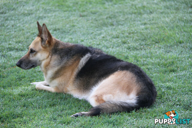 GERMAN SHEPHERD ADULT DESEXED FEMALE LOOKING FOR LOVING HOME