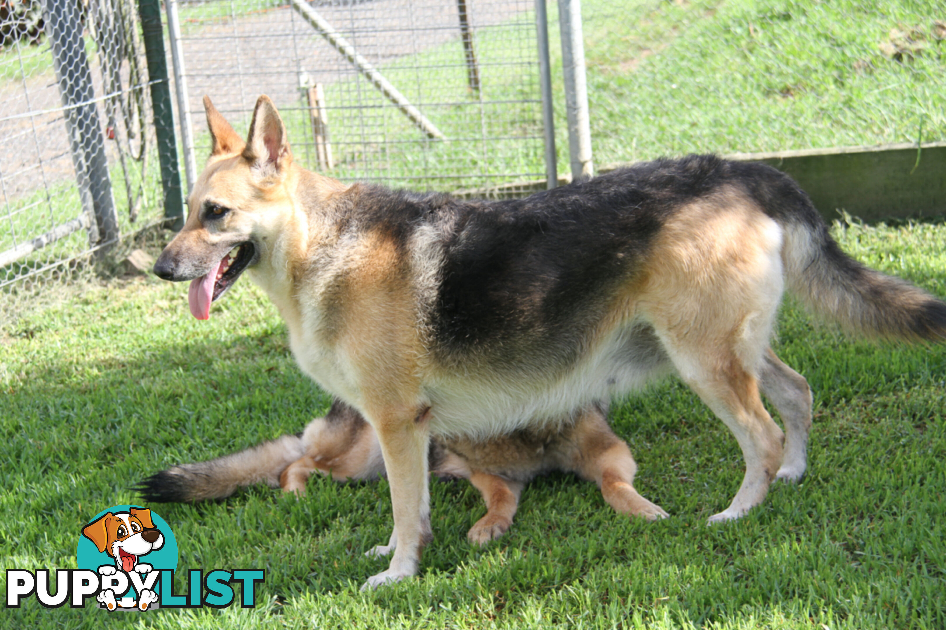 GERMAN SHEPHERD ADULT DESEXED FEMALE LOOKING FOR LOVING HOME