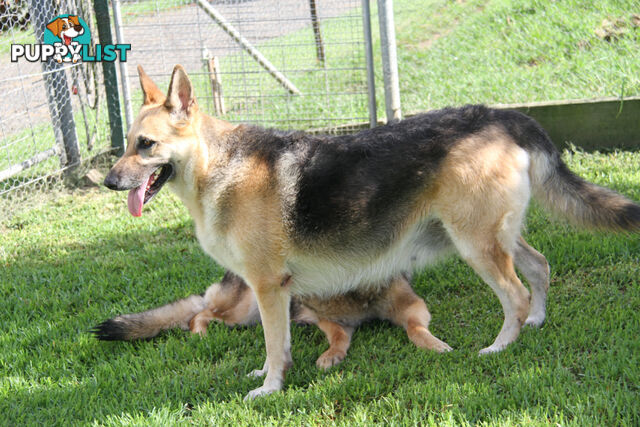 GERMAN SHEPHERD ADULT DESEXED FEMALE LOOKING FOR LOVING HOME