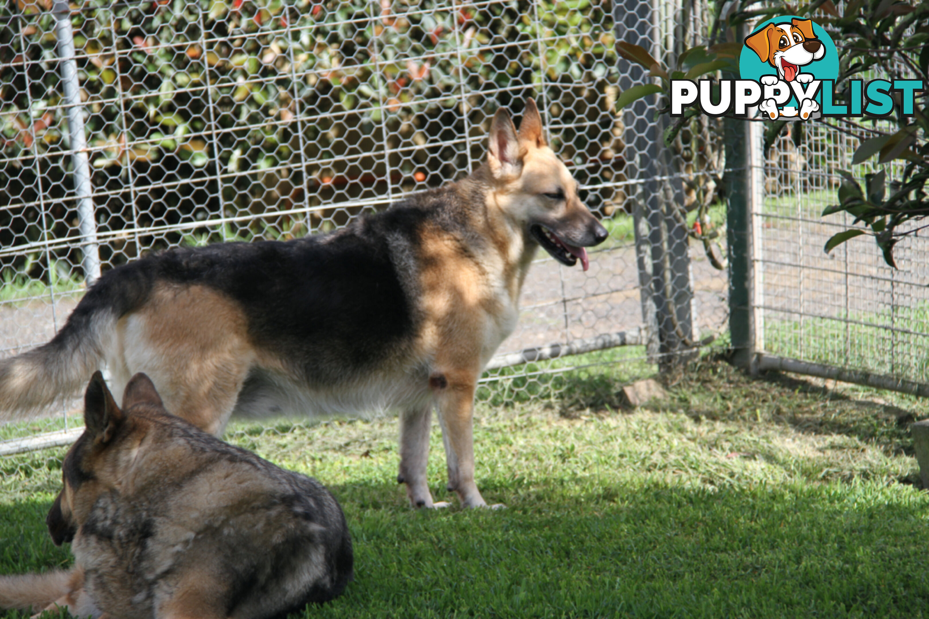 GERMAN SHEPHERD ADULT DESEXED FEMALE LOOKING FOR LOVING HOME