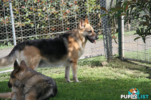 GERMAN SHEPHERD ADULT DESEXED FEMALE LOOKING FOR LOVING HOME