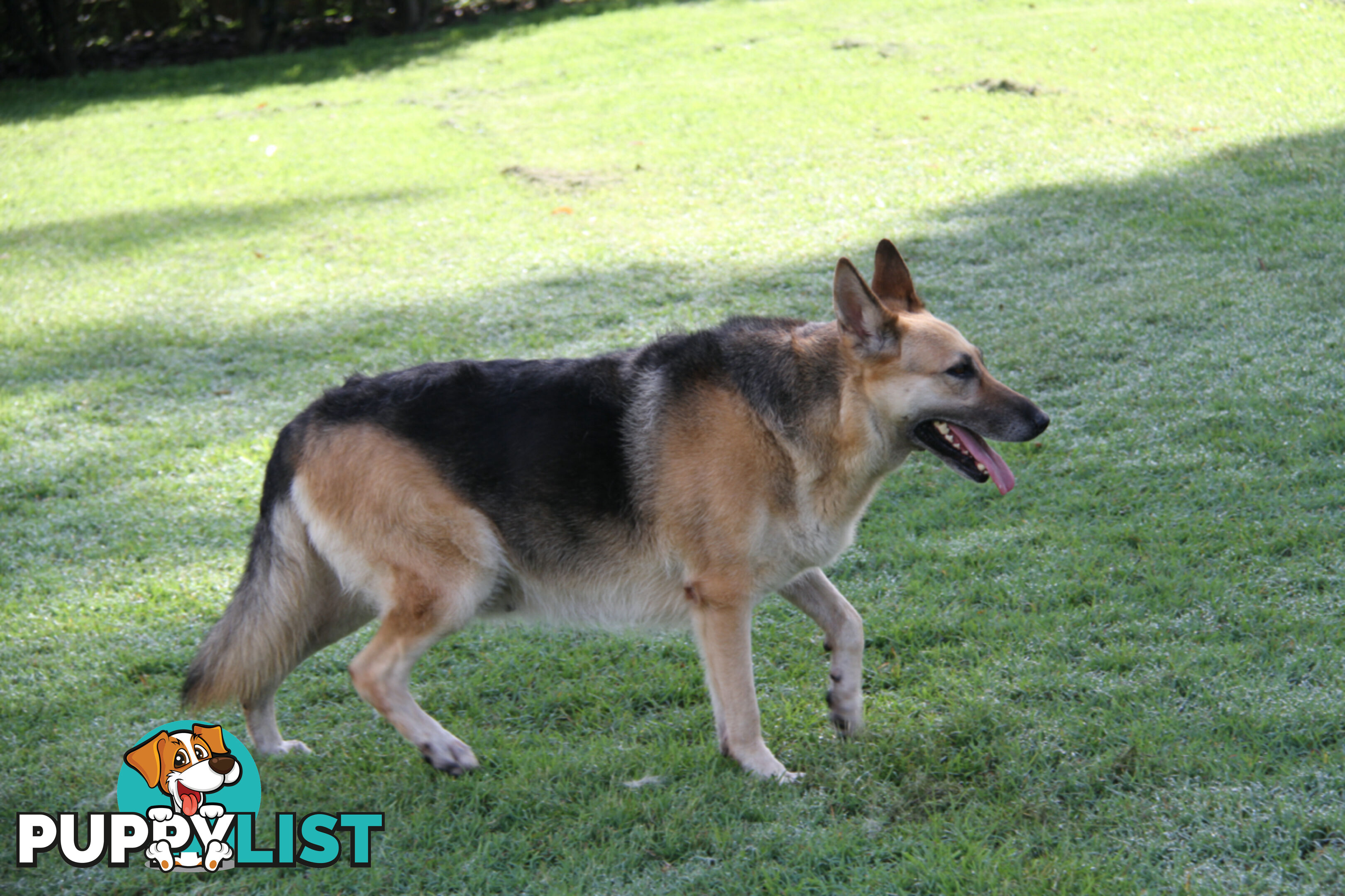 GERMAN SHEPHERD ADULT DESEXED FEMALE LOOKING FOR LOVING HOME