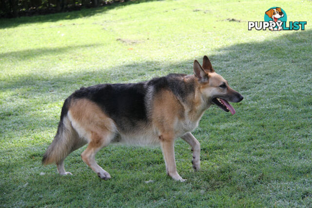 GERMAN SHEPHERD ADULT DESEXED FEMALE LOOKING FOR LOVING HOME