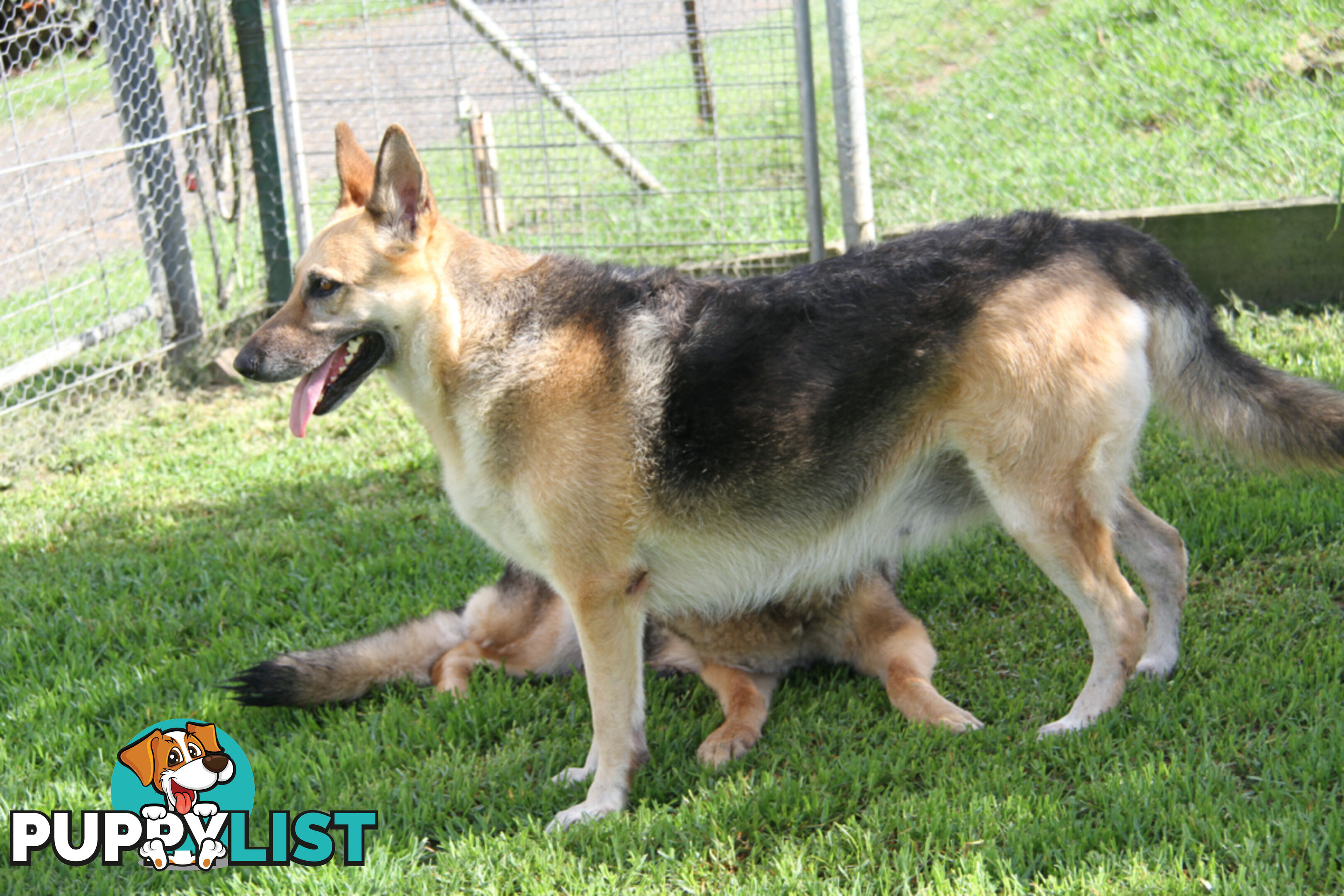 GERMAN SHEPHERD ADULT DESEXED FEMALE LOOKING FOR LOVING HOME