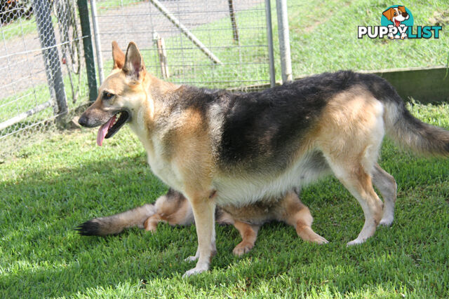GERMAN SHEPHERD ADULT DESEXED FEMALE LOOKING FOR LOVING HOME