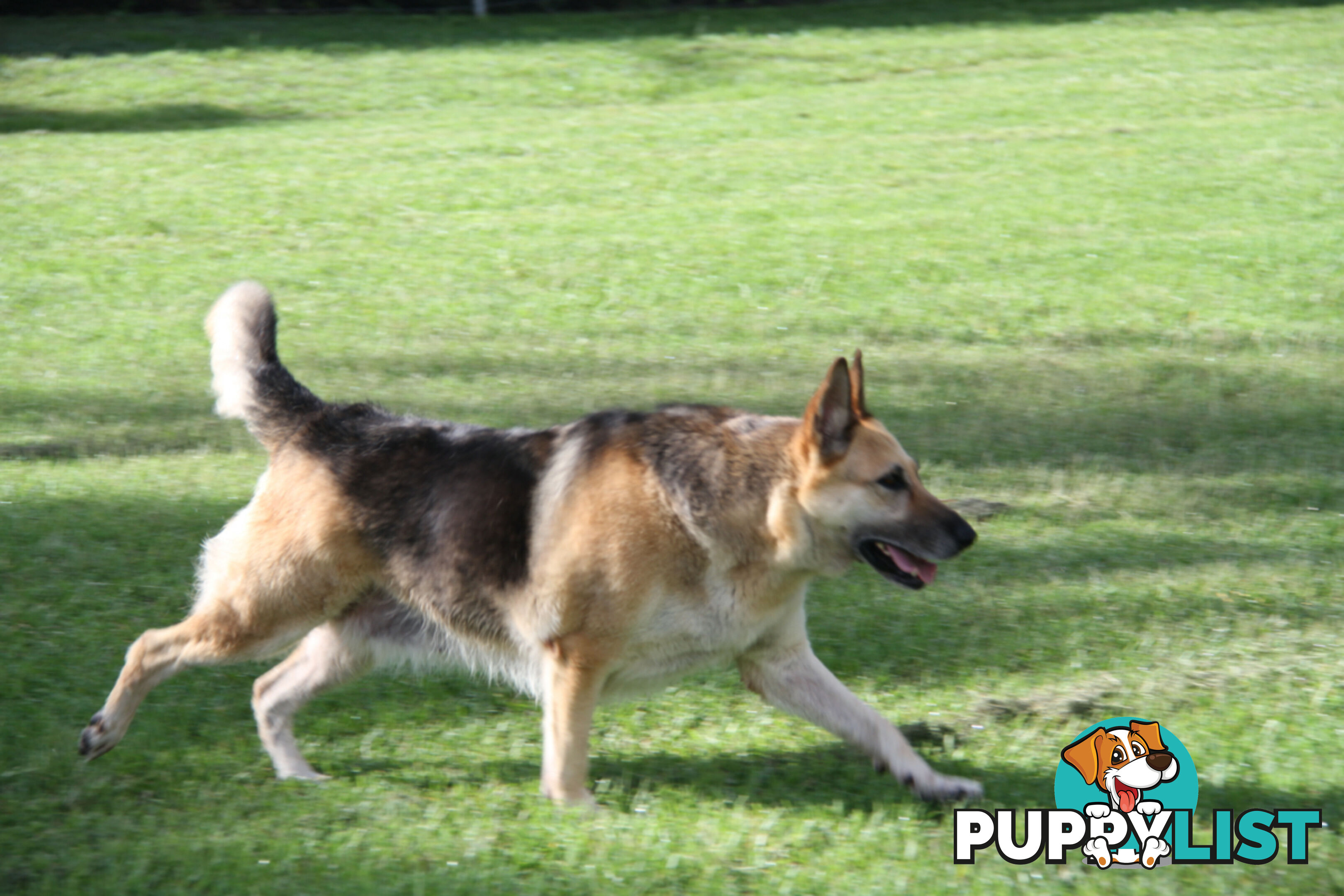 GERMAN SHEPHERD ADULT DESEXED FEMALE LOOKING FOR LOVING HOME