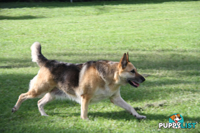 GERMAN SHEPHERD ADULT DESEXED FEMALE LOOKING FOR LOVING HOME