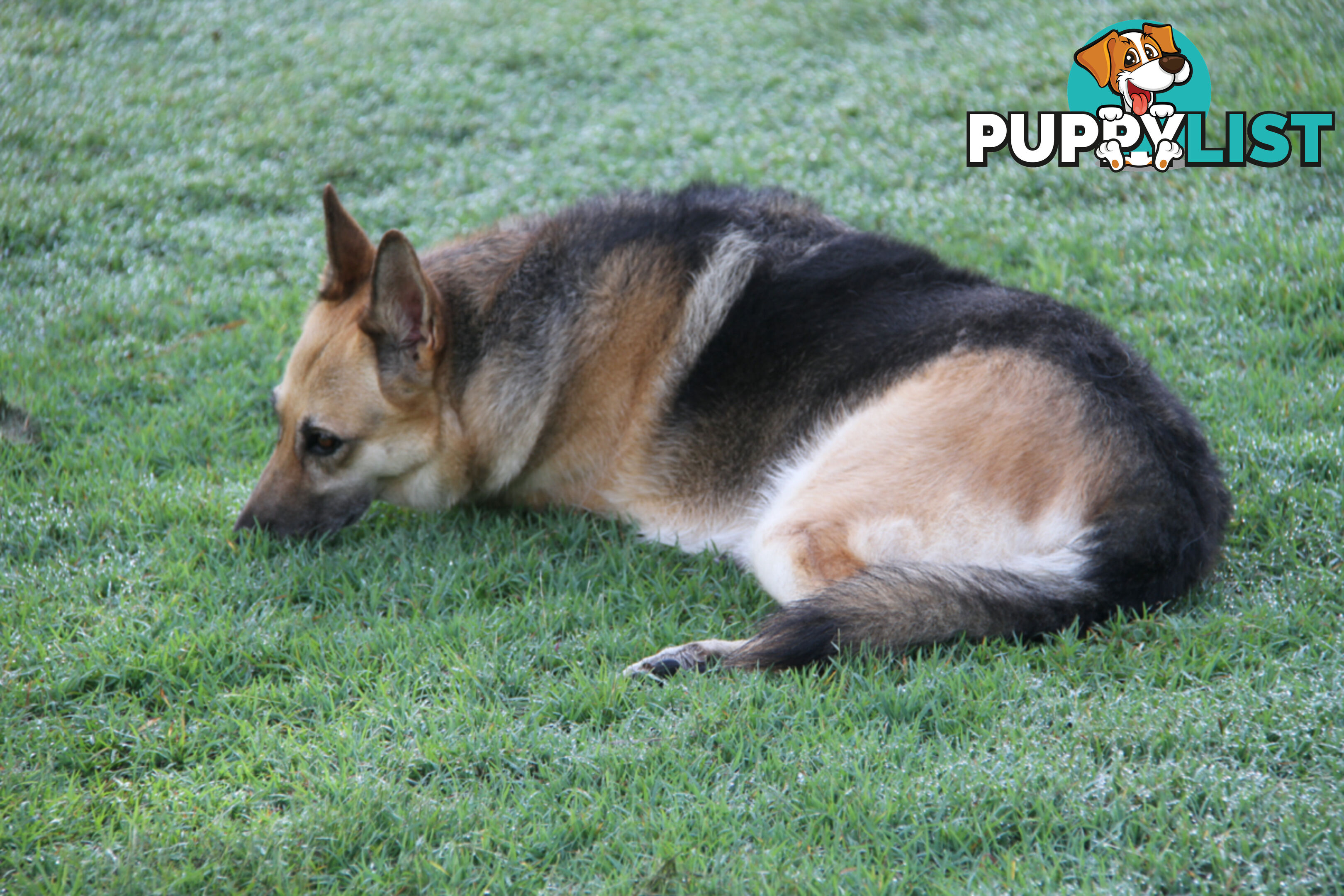 GERMAN SHEPHERD ADULT DESEXED FEMALE LOOKING FOR LOVING HOME