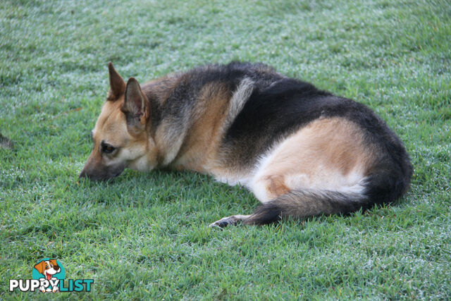 GERMAN SHEPHERD ADULT DESEXED FEMALE LOOKING FOR LOVING HOME