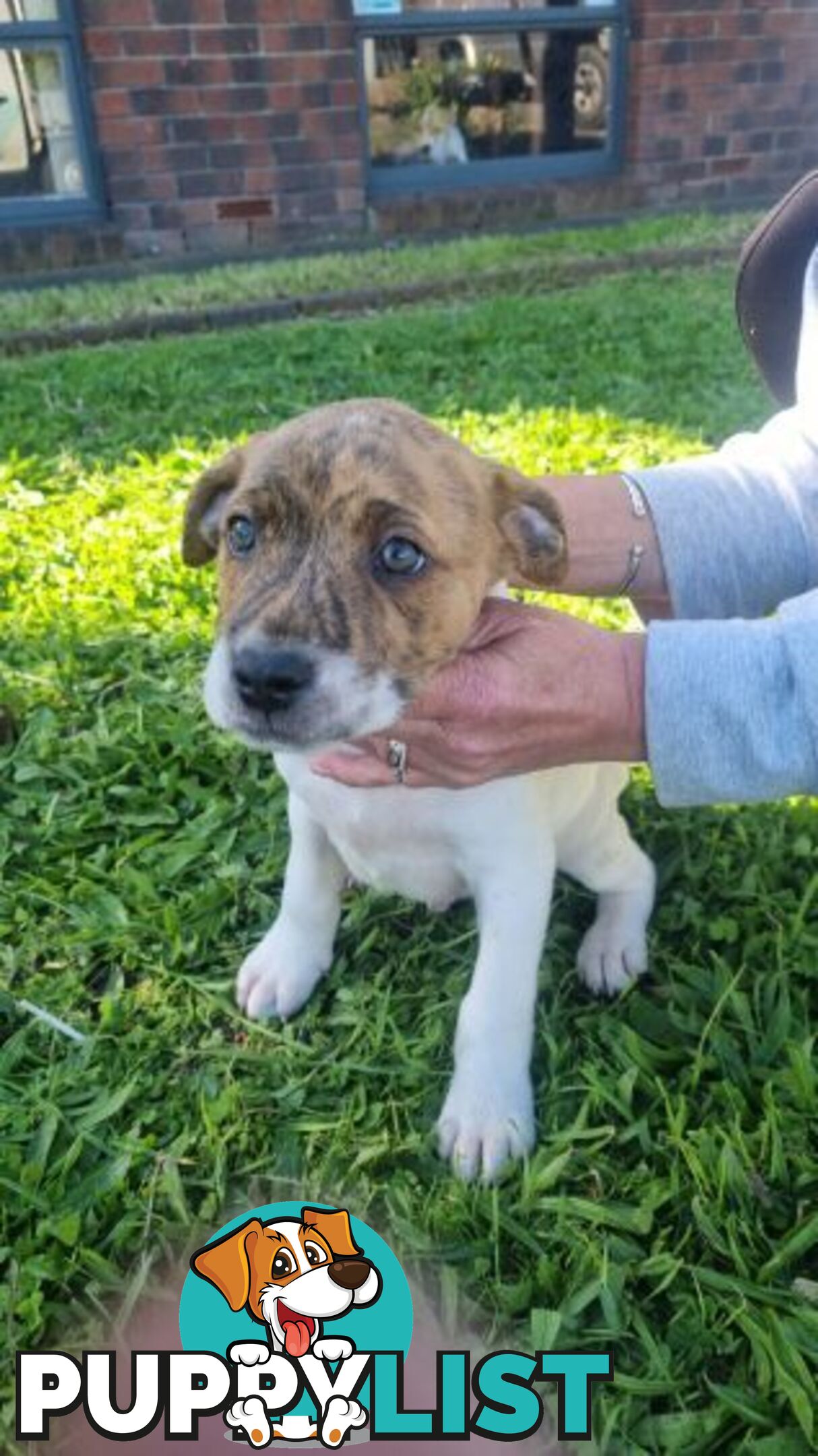 5 Staffordshire cross mastiff pups - 8 weeks old this week