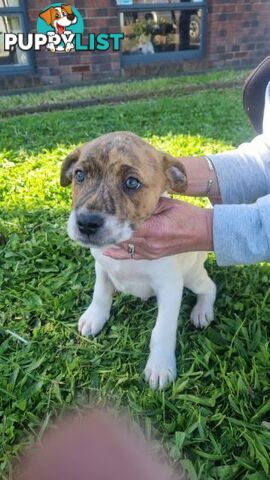 5 Staffordshire cross mastiff pups - 8 weeks old this week