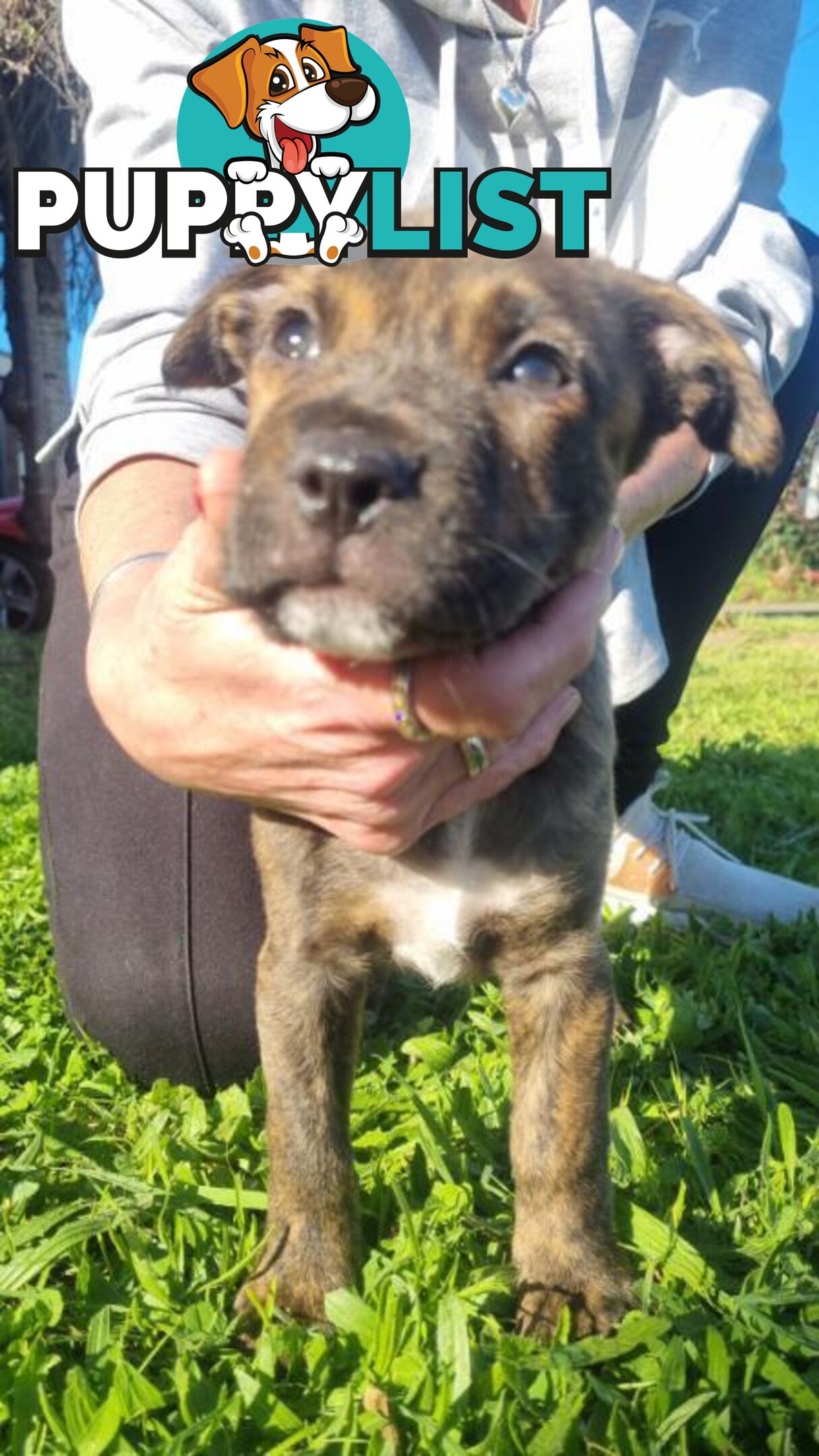 5 Staffordshire cross mastiff pups - 8 weeks old this week