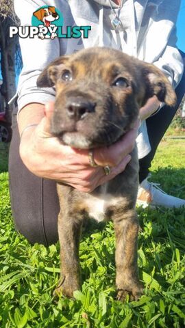 5 Staffordshire cross mastiff pups - 8 weeks old this week