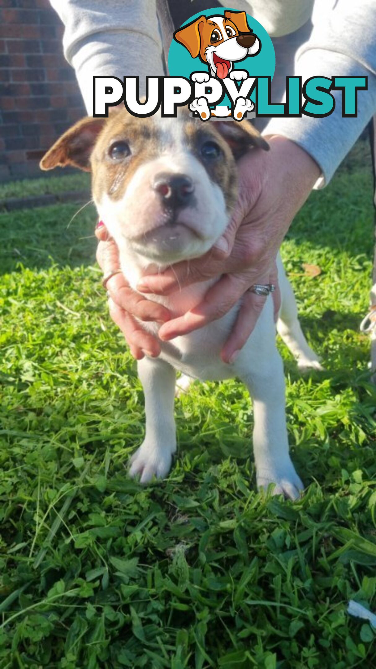 5 Staffordshire cross mastiff pups - 8 weeks old this week