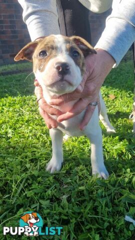 5 Staffordshire cross mastiff pups - 8 weeks old this week