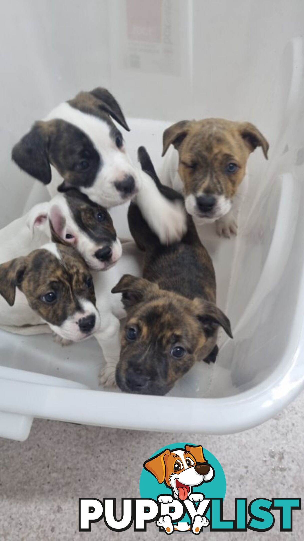 5 Staffordshire cross mastiff pups - 8 weeks old this week