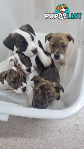 5 Staffordshire cross mastiff pups - 8 weeks old this week