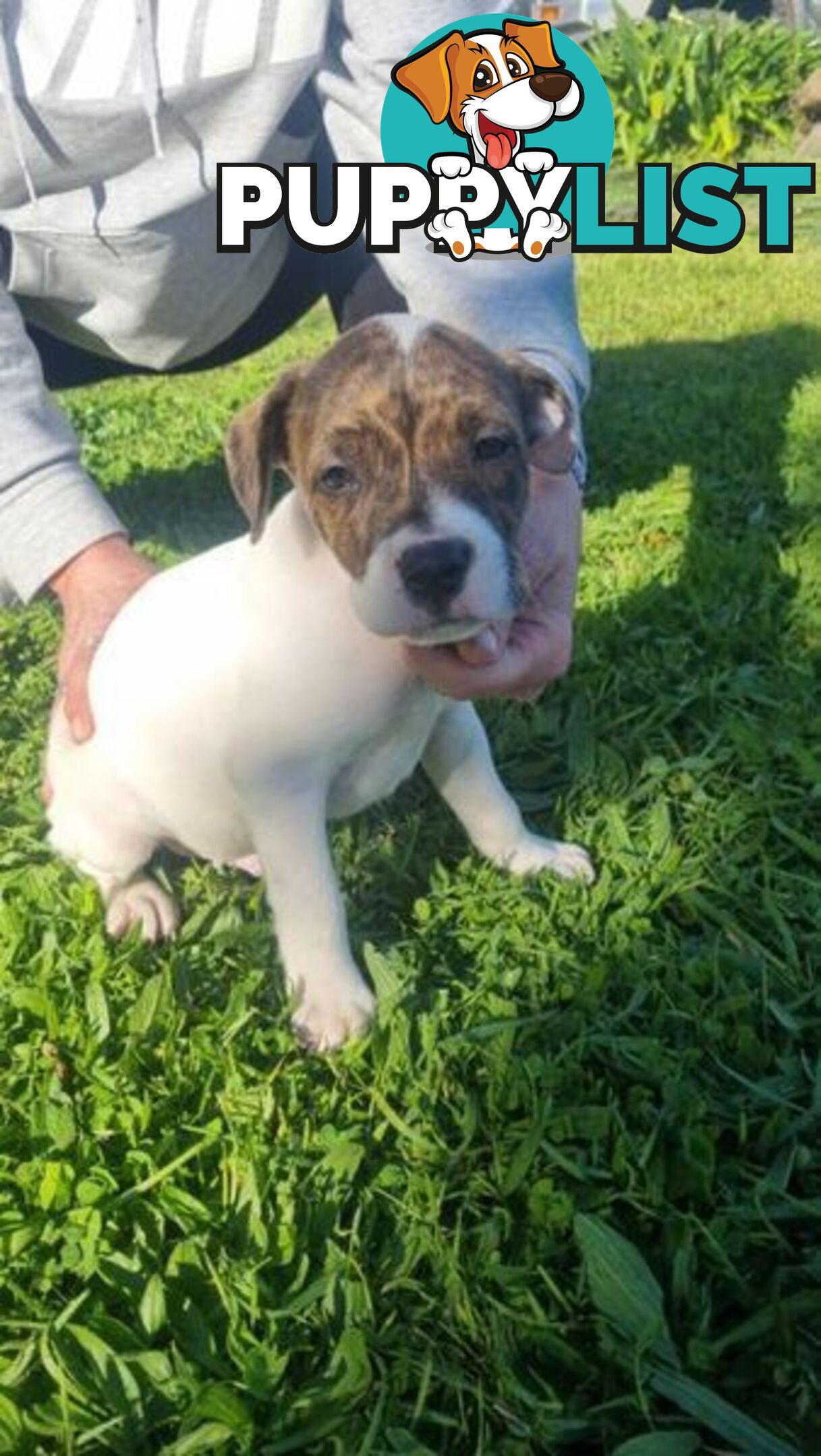 5 Staffordshire cross mastiff pups - 8 weeks old this week