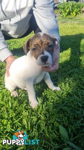 5 Staffordshire cross mastiff pups - 8 weeks old this week