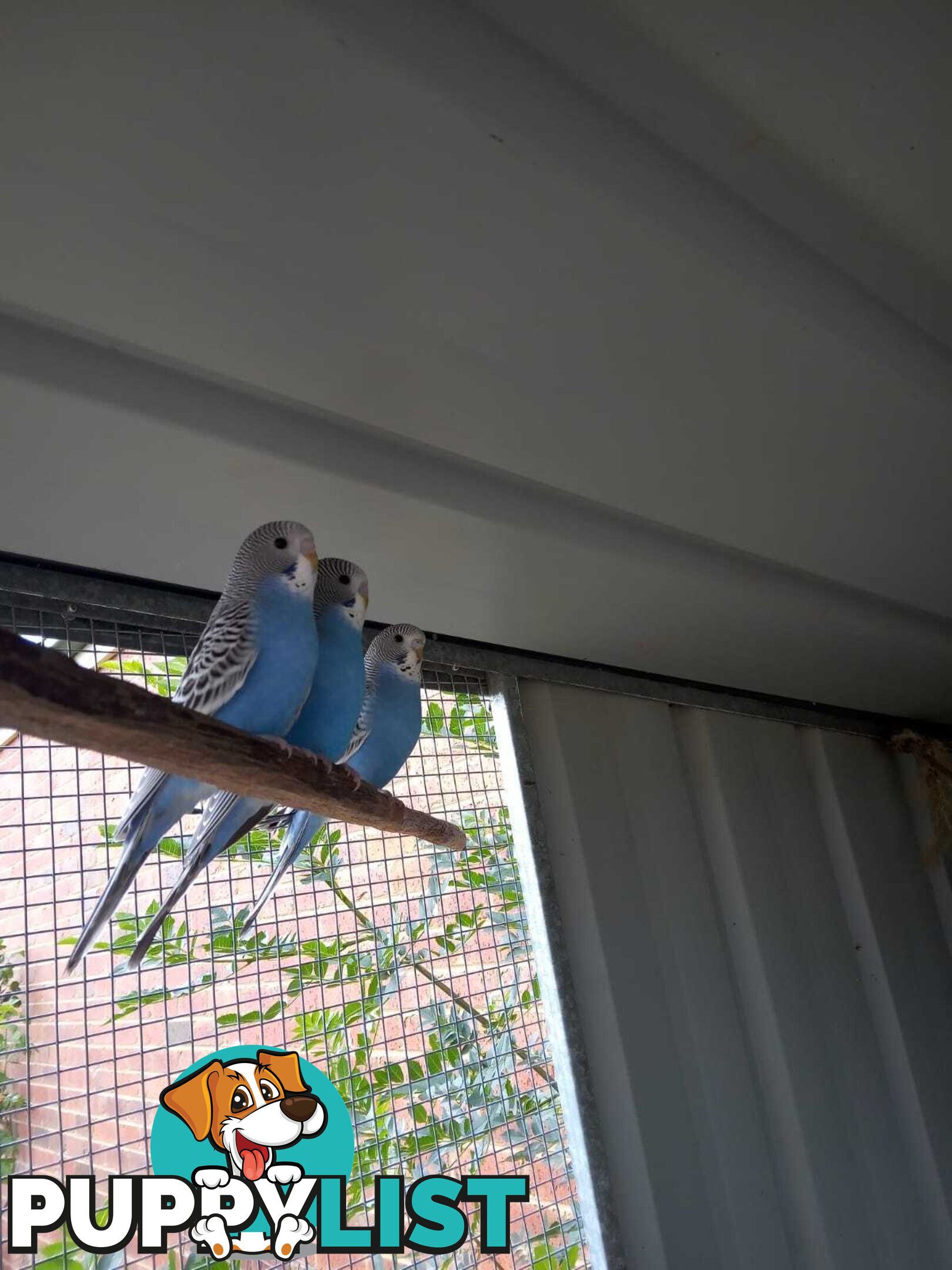 Blue Baby Budgies for Sale