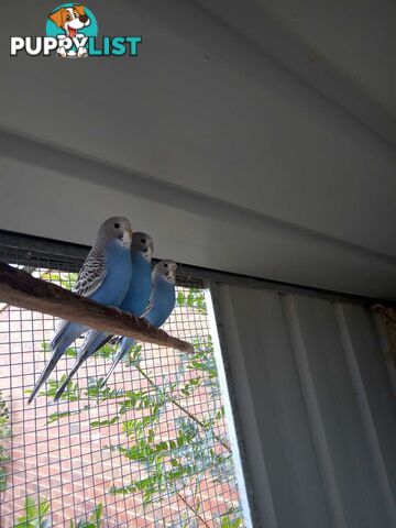 Blue Baby Budgies for Sale