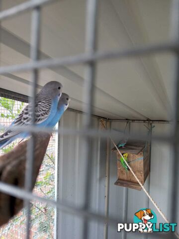 Blue Baby Budgies for Sale