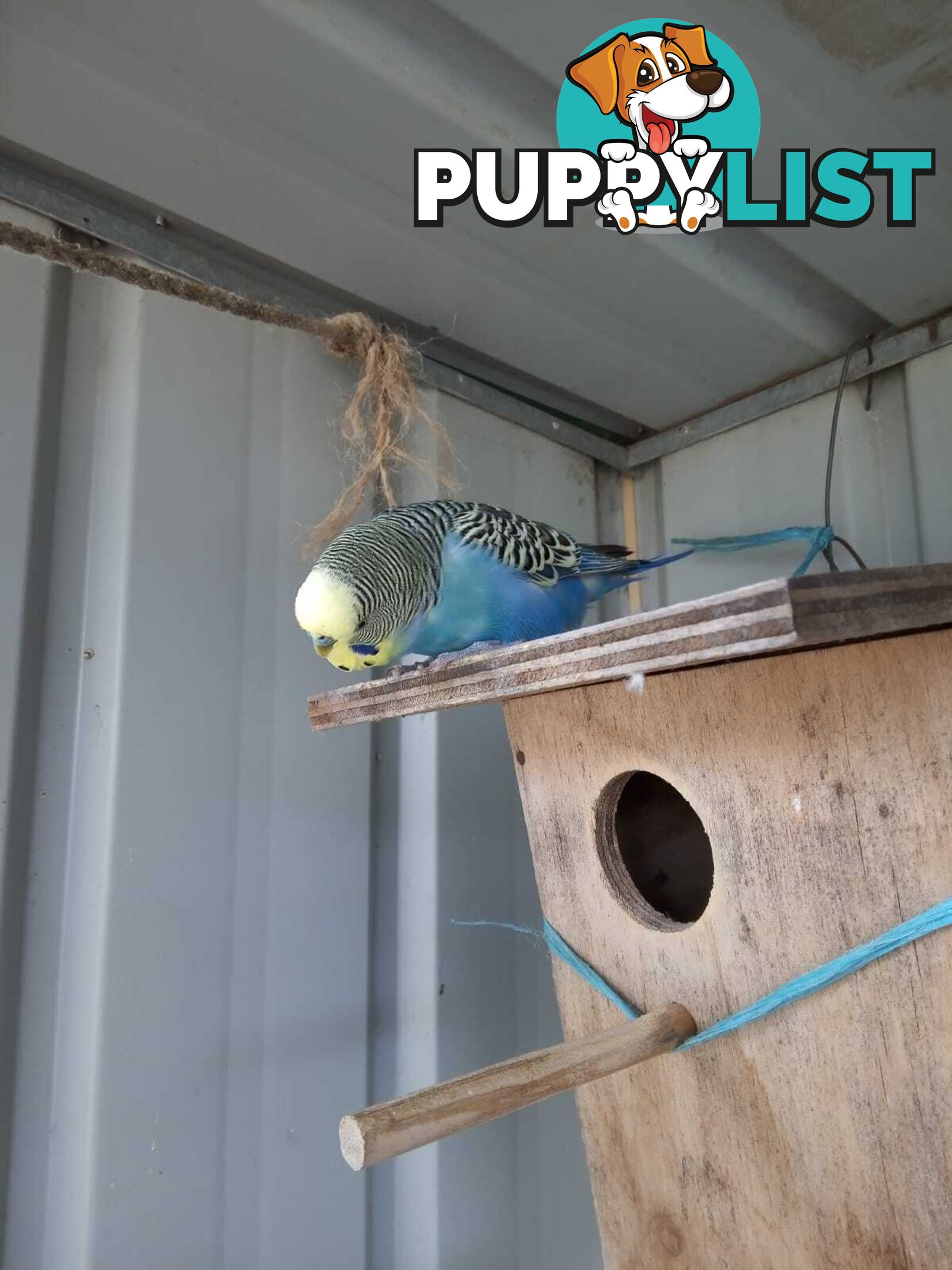 Blue Baby Budgies for Sale