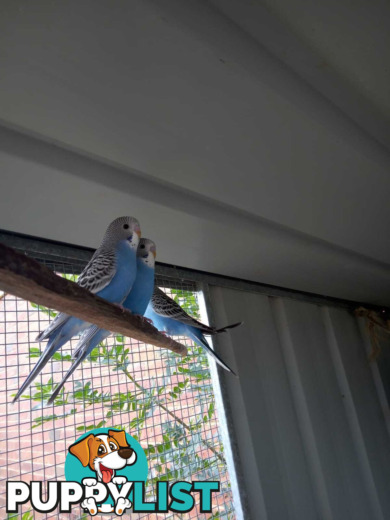 Blue Baby Budgies for Sale