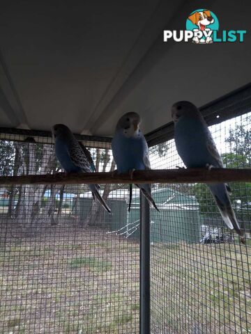 Blue Baby Budgies for Sale