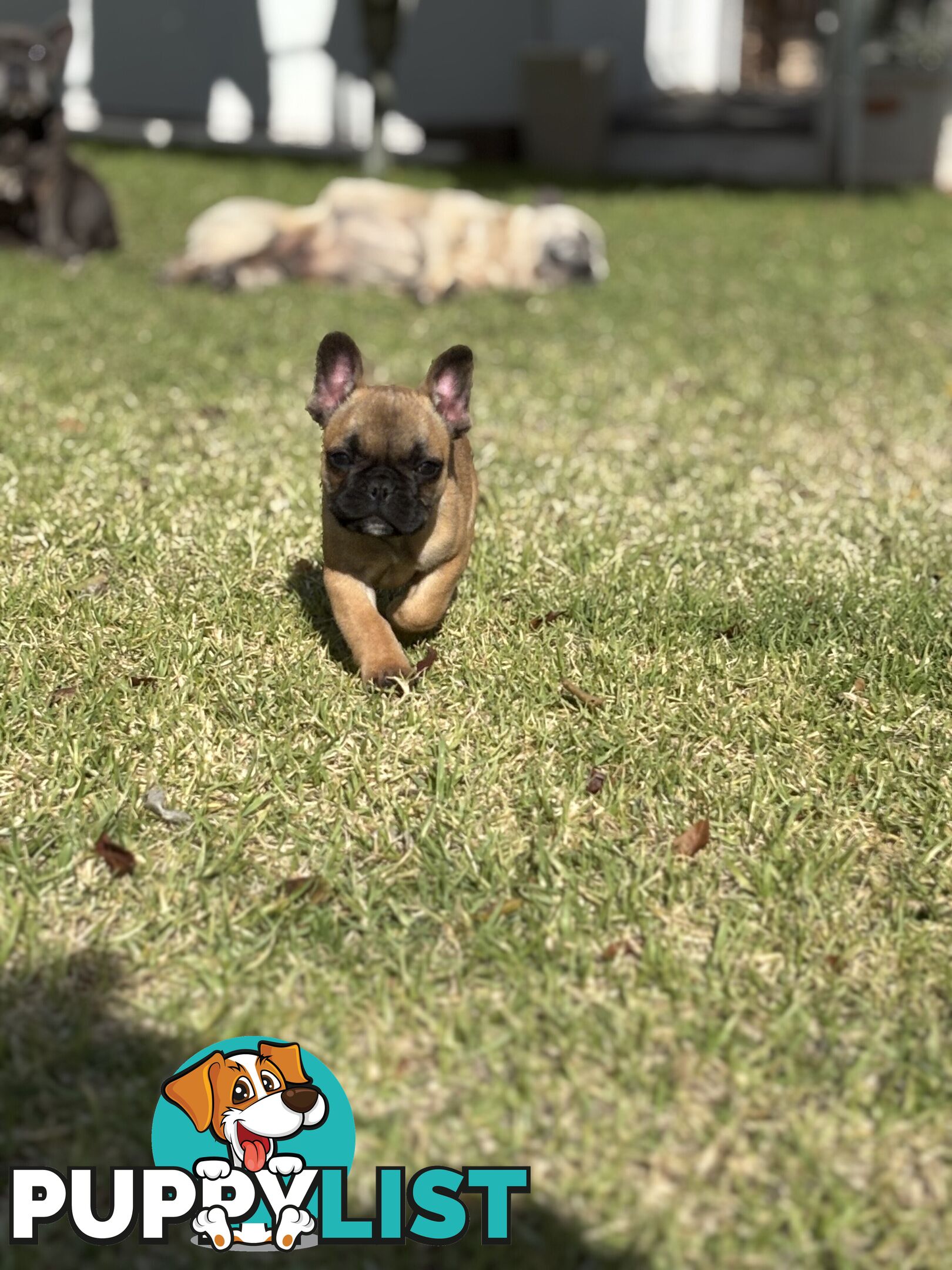 🐾two purebred French Bulldog Boys🐾