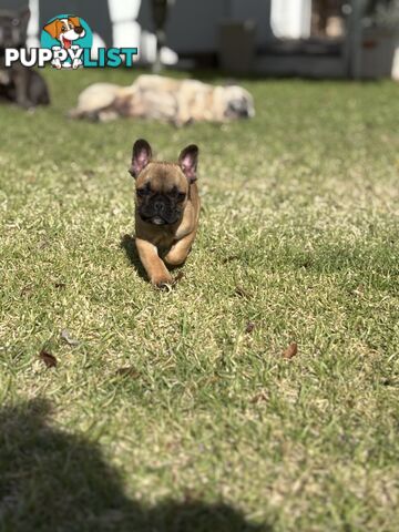 🐾two purebred French Bulldog Boys🐾