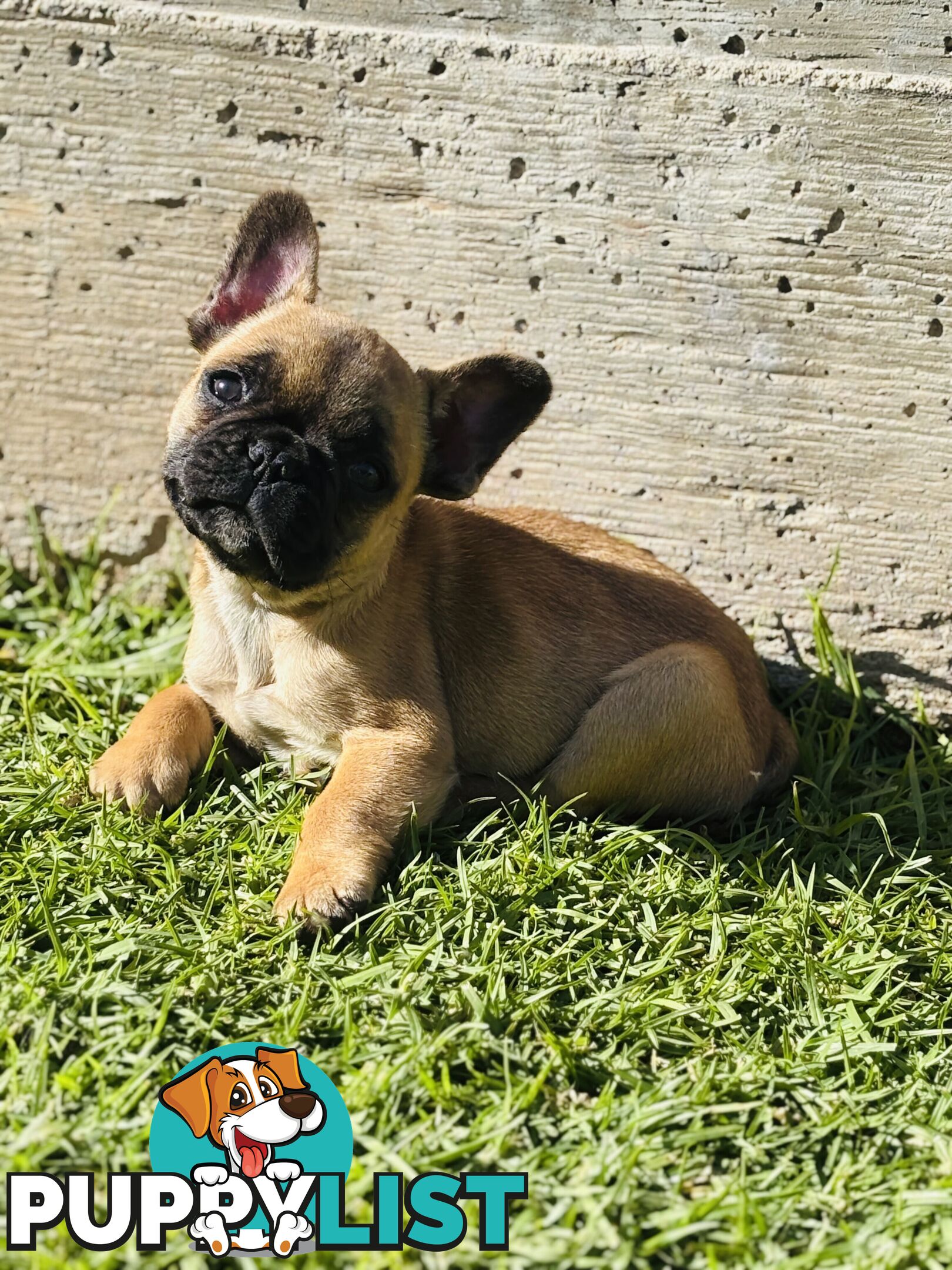 🐾two purebred French Bulldog Boys🐾