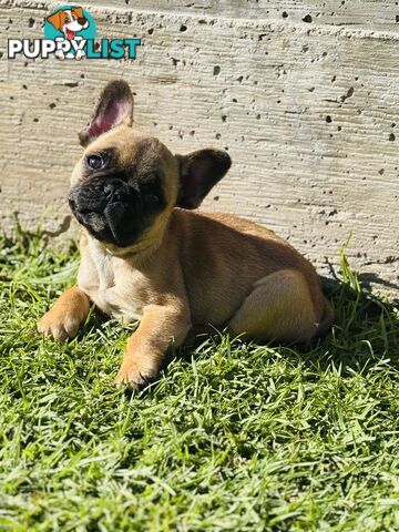 🐾two purebred French Bulldog Boys🐾