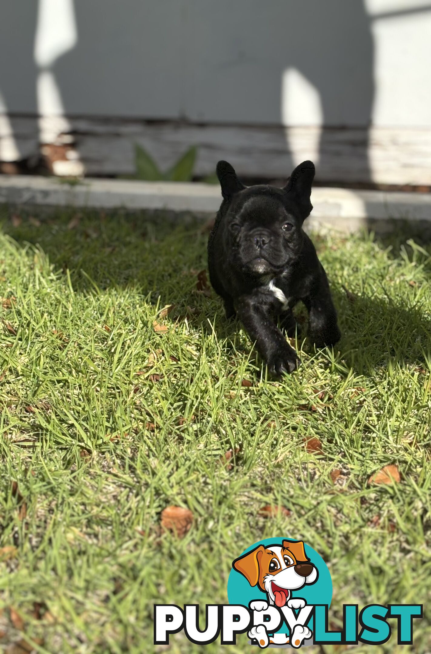 🐾two purebred French Bulldog Boys🐾