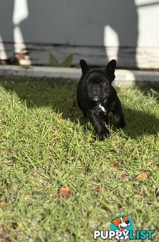 🐾two purebred French Bulldog Boys🐾