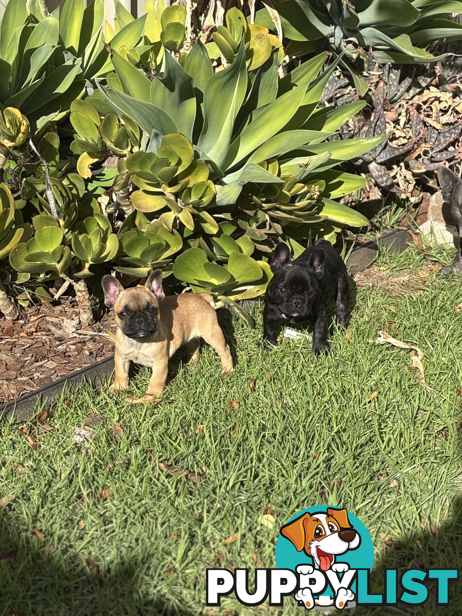 🐾two purebred French Bulldog Boys🐾