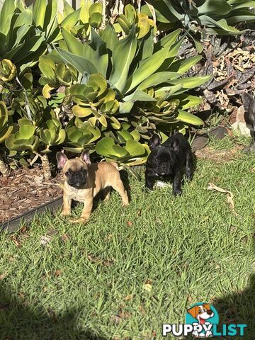 🐾two purebred French Bulldog Boys🐾