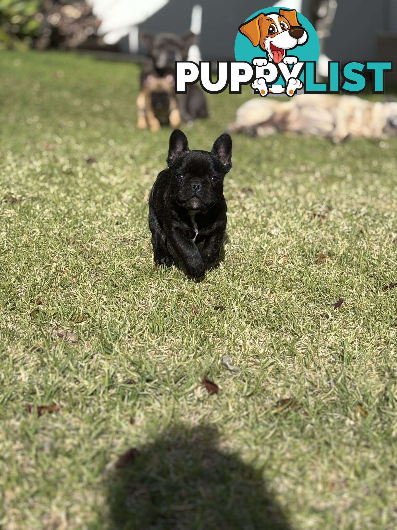 🐾two purebred French Bulldog Boys🐾