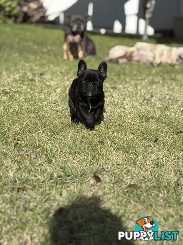 🐾two purebred French Bulldog Boys🐾