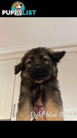 German Shepherd Puppies