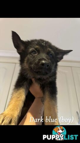 German Shepherd Puppies