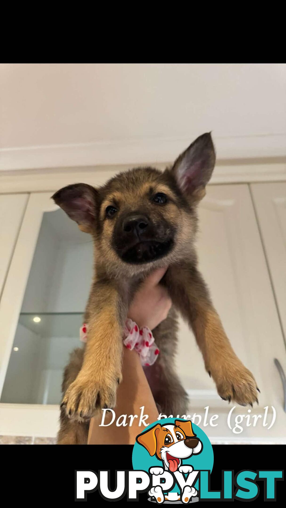 German Shepherd Puppies