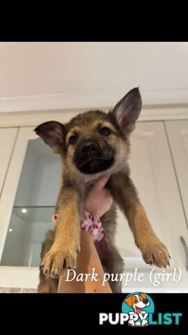 German Shepherd Puppies