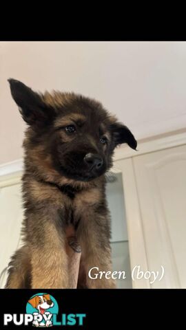 German Shepherd Puppies