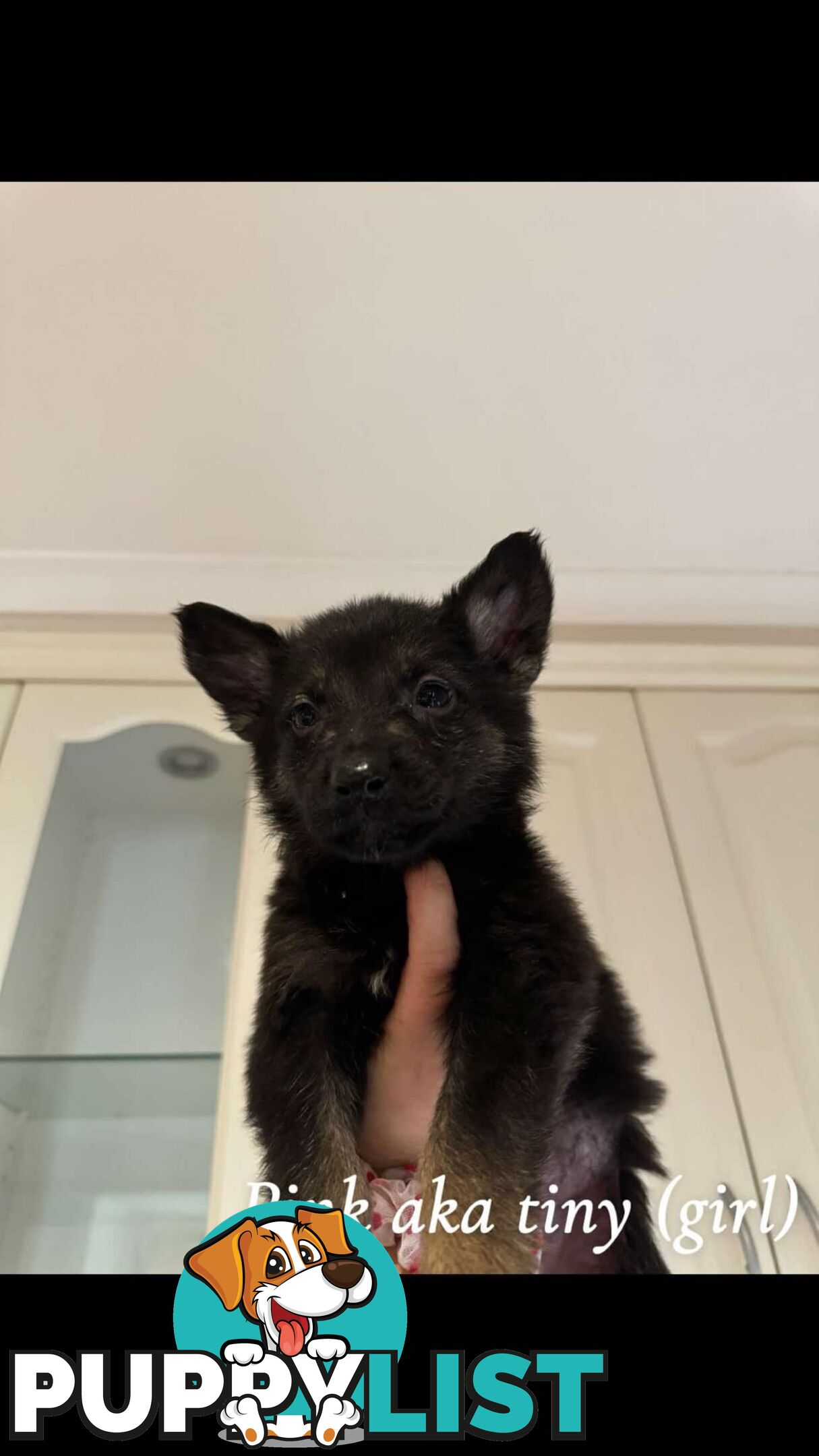 German Shepherd Puppies