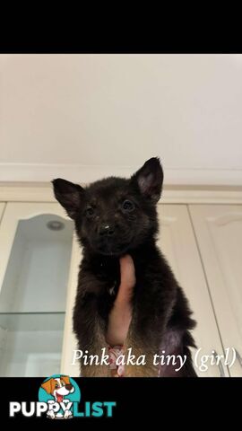 German Shepherd Puppies