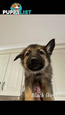 German Shepherd Puppies