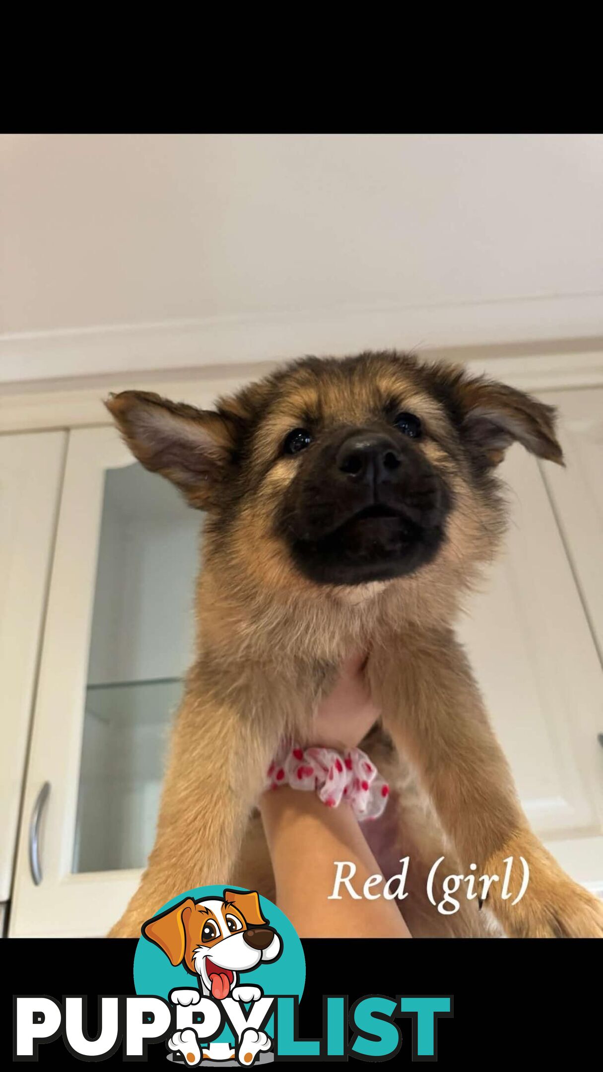 German Shepherd Puppies