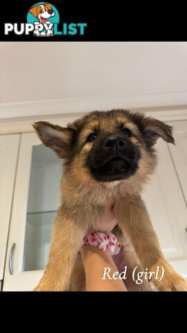 German Shepherd Puppies