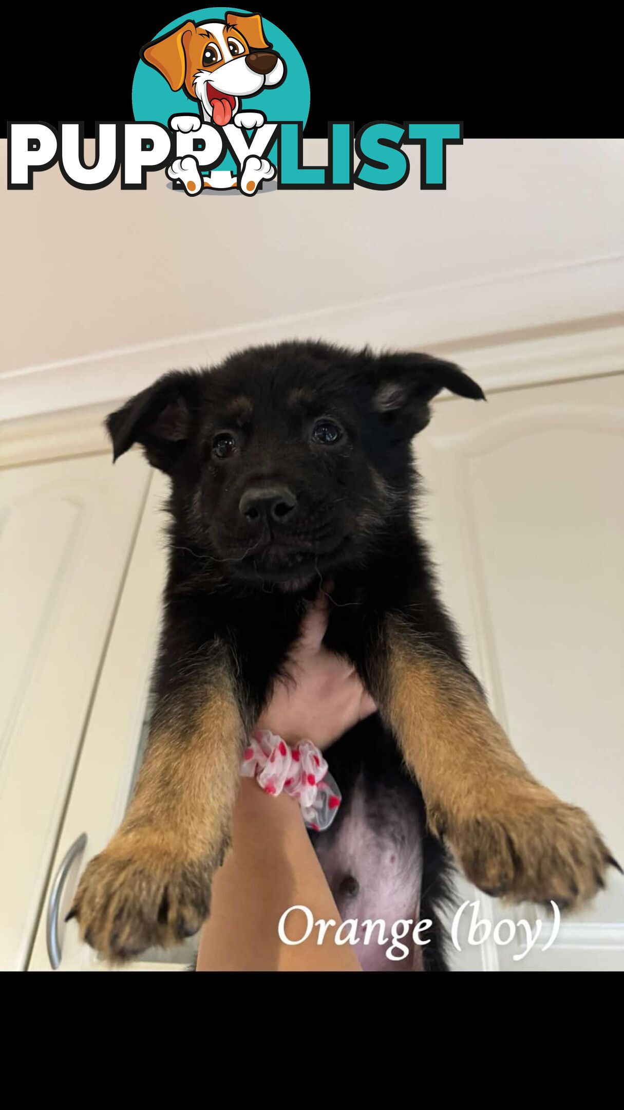 German Shepherd Puppies